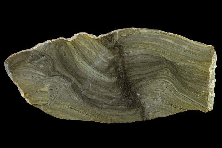 Polished Stromatolite (Kussiella) Slab - Billion Years #130624